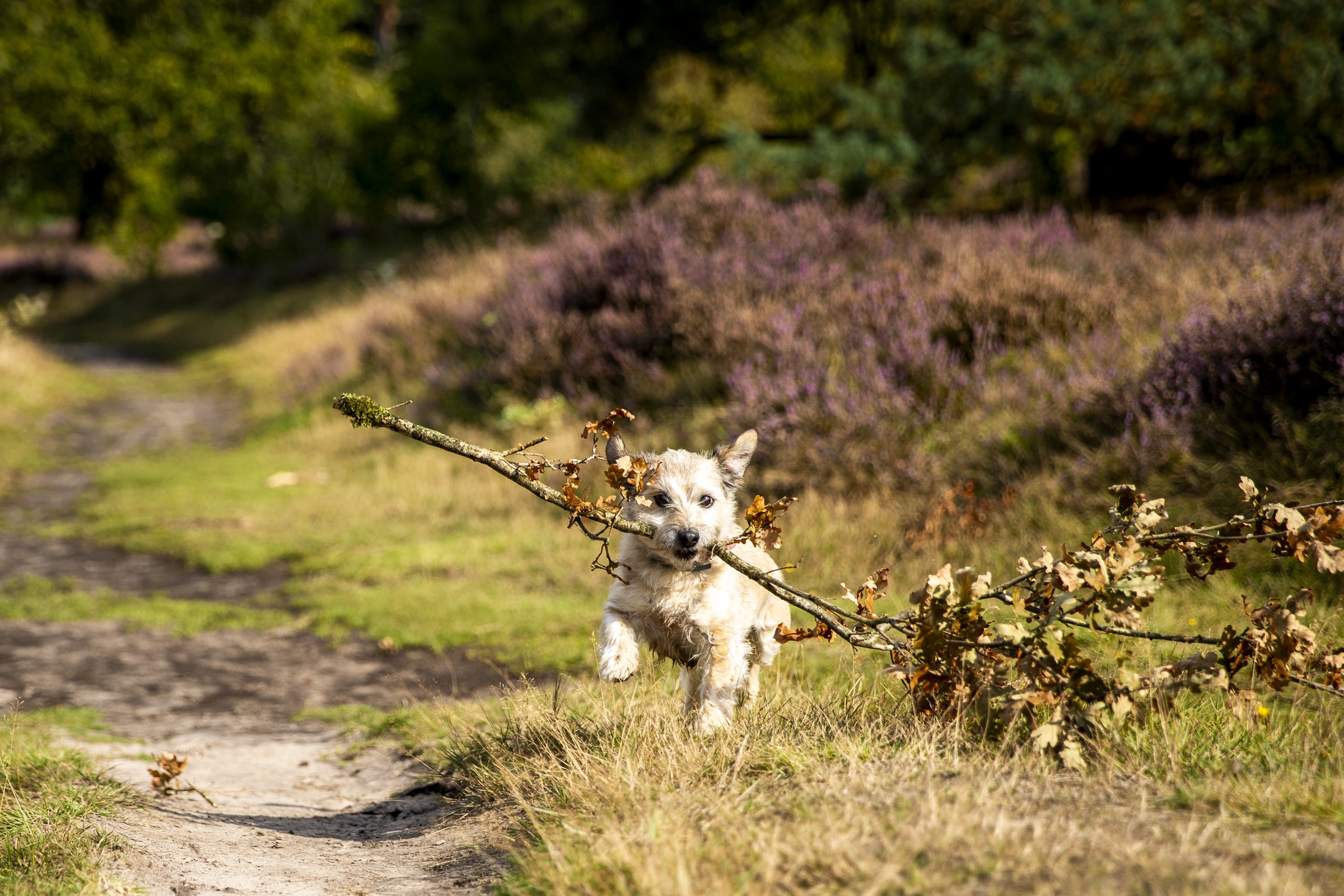 Hond met grote tak komt aan rennen over het pad
