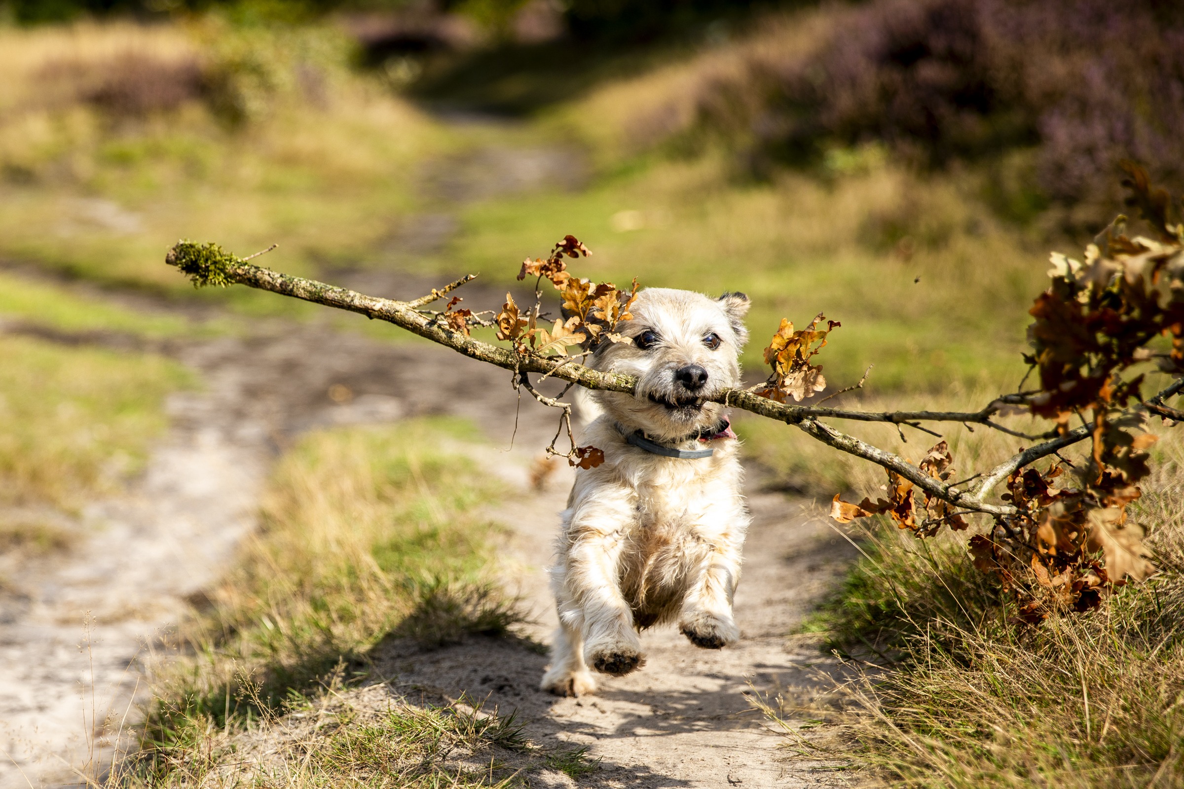 Hondje met tak op een zandpad