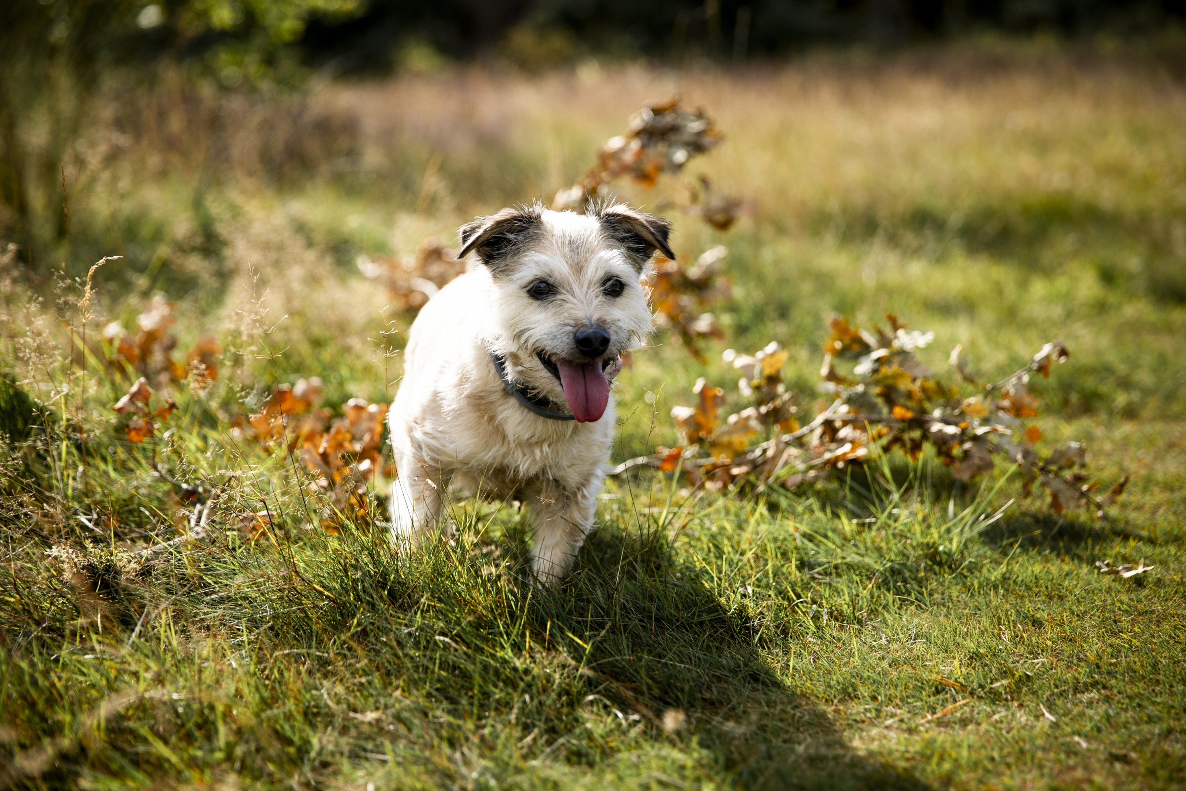 Hondje in het gras kijkt recht in de lens, heeft zijn tong uit de bek.
