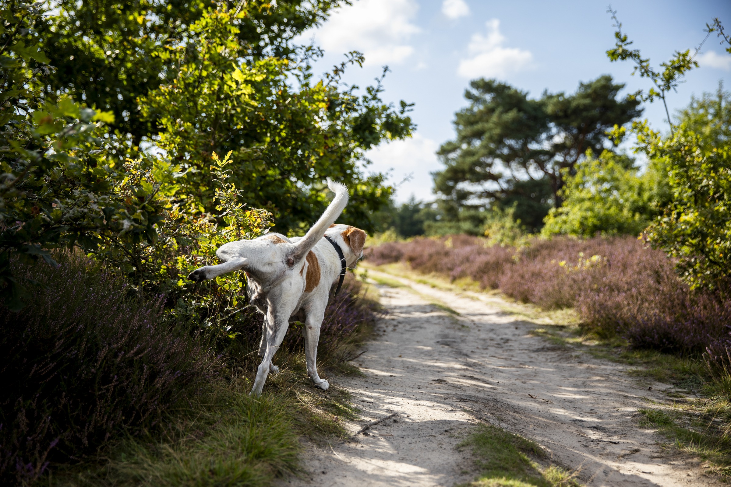 Hond trekt zijn poot omhoog en plast tegen een struikje