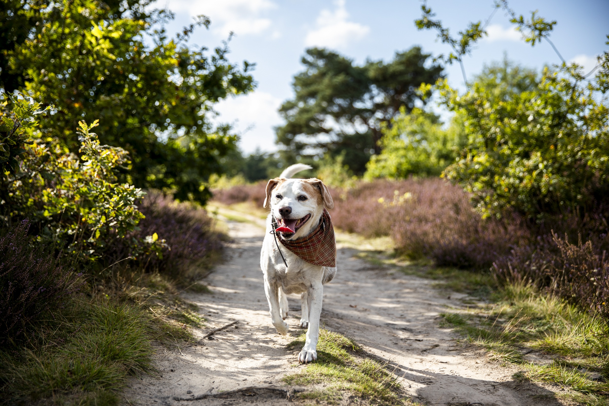 Hond wandelt over een zandpad